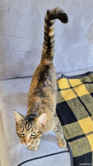 Donez doua pisici spre adoptie