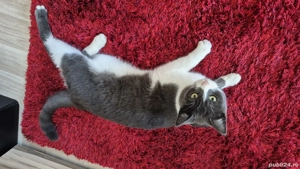 Donez pisica si motan spre adoptie - imagine 4