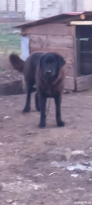 femela ciobanesc corb - imagine 3