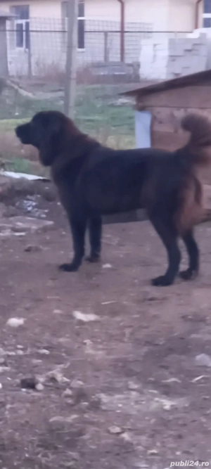 femela ciobanesc corb - imagine 2