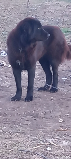 femela ciobanesc corb