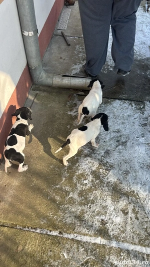 Câini de vânătoare rasa pointer