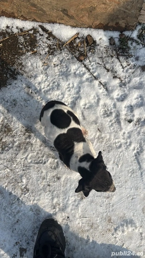 Câini de vânătoare rasa pointer - imagine 3