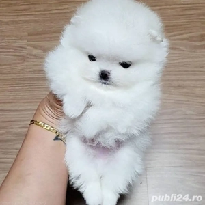 Pomeranian mini talie mică