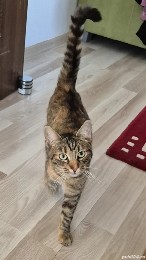 Donez pisica si motan spre adoptie - imagine 2