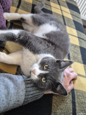 Donez pisica si motan spre adoptie - imagine 5