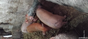 Purcei de vanzare!!! - imagine 2