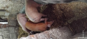 Purcei de vanzare!!! - imagine 3