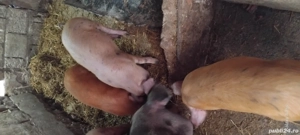 Purcei de vanzare!!! - imagine 4