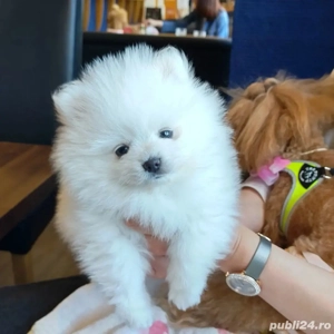 Pomeranian talie mica 