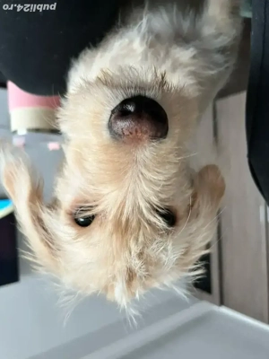 Cătel spre adoptie - imagine 3