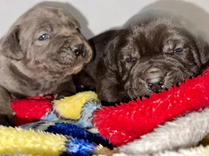 Cățeluși Cane Corso cu pedigree tip A  - imagine 3