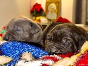 Cățeluși Cane Corso cu pedigree tip A  - imagine 2