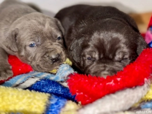 Cățeluși Cane Corso cu pedigree tip A  - imagine 4