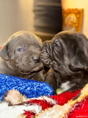 Cățeluși Cane Corso cu pedigree tip A 
