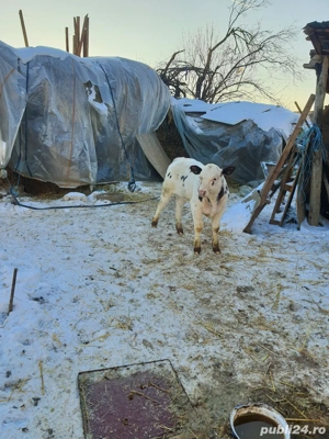 vitel de vanzare  - imagine 4