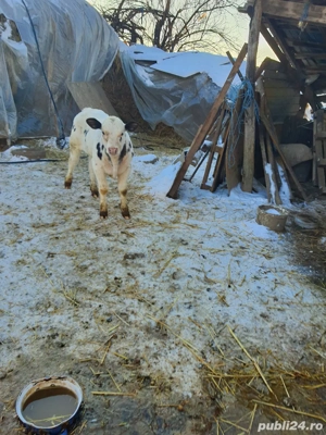 vitel de vanzare  - imagine 3