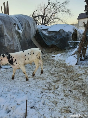 vitel de vanzare  - imagine 5