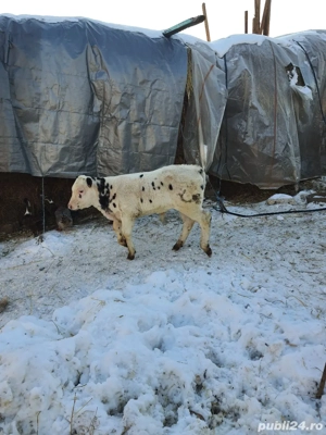 vitel de vanzare  - imagine 2