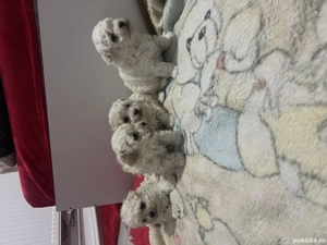 Bichoni maltezi .Căutăm căsuța nouă       