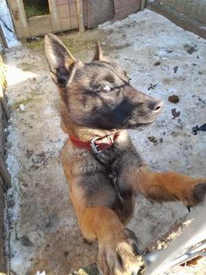 Vand Ciobanesc Belgian Malinois