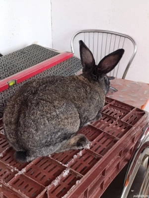 iepuroaică uriaș german 