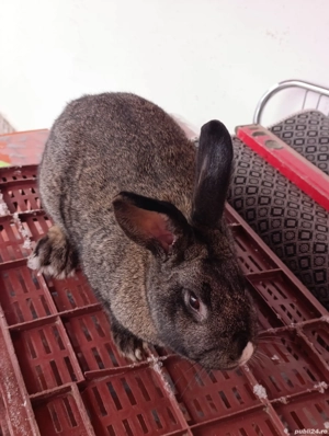 iepuroaică uriaș german  - imagine 3