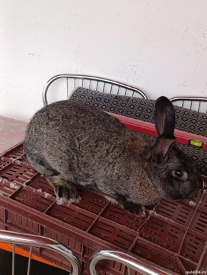 iepuroaică uriaș german  - imagine 2