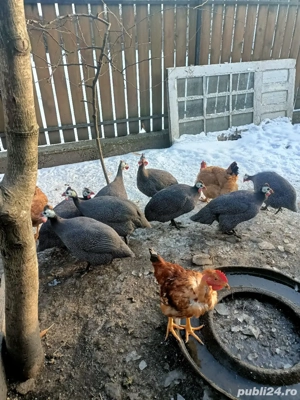 vând pichiri(bibilici)!