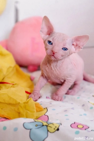 Pisicute Sphynx Sfinx in Bucuresti