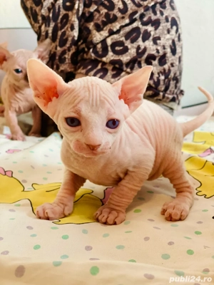 Motanei si pisicute Sphynx Sfinx - imagine 2