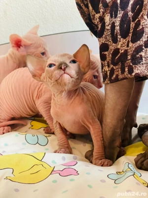 Motanei si pisicute Sphynx Sfinx