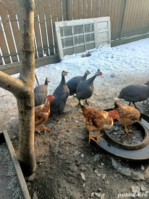 vând pichiri(bibilici)! - imagine 2