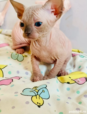 Sphynx Sfinx -Motanei si pisicute