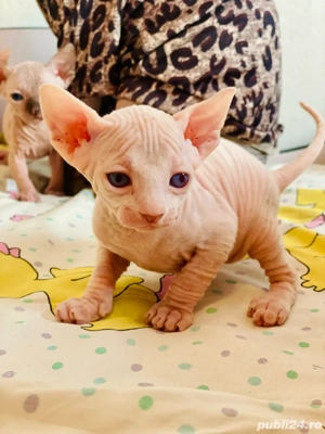 Pisicute Sphynx Sfinx in Bucuresti - imagine 4