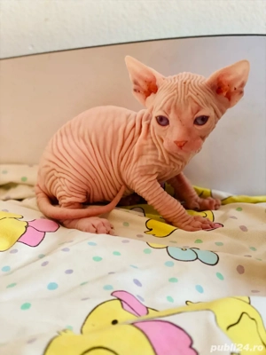 Sphynx Sfinx -Motanei si pisicute - imagine 4
