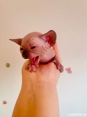 Sphynx Sfinx -Motanei si pisicute - imagine 3