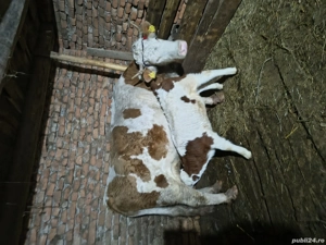 Vacă de 8 ani fătată de la Crăciun, vițel mascul.