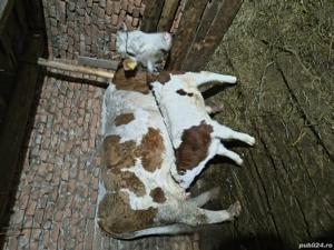 Vacă de 8 ani fătată de la Crăciun, vițel mascul. - imagine 3