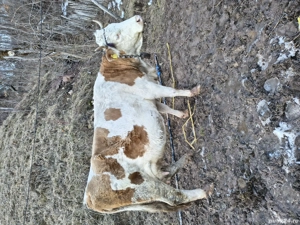 Vacă de 8 ani fătată de la Crăciun, vițel mascul. - imagine 4