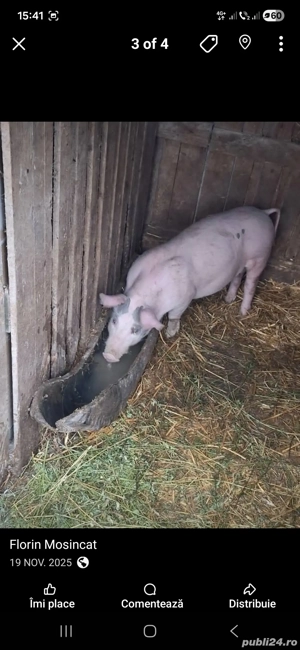 Purcei de 50 kg pret 600 lei bucata - imagine 2