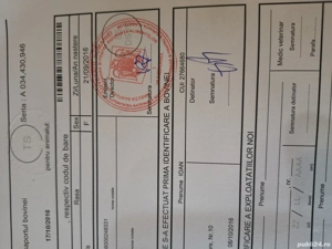 Vacă de 8 ani fătată de la Crăciun, vițel mascul. - imagine 5