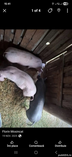 Purcei de 50 kg pret 600 lei bucata - imagine 3