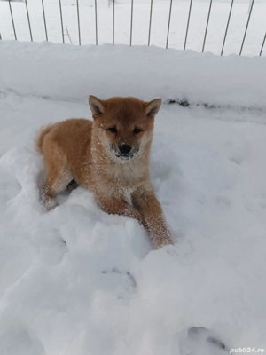 Pui shiba inu - imagine 2