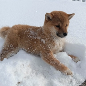 Pui shiba inu - imagine 3