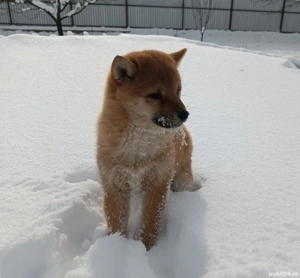 Pui shiba inu - imagine 5
