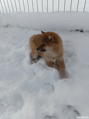 Pui shiba inu - imagine 4
