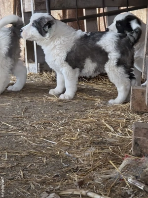 Asia centrala 6 saptamani 