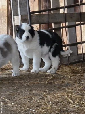 Asia centrala 6 saptamani  - imagine 3