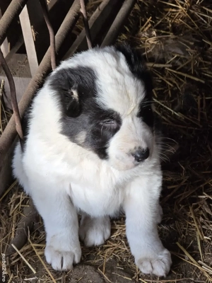 Asia centrala 6 saptamani  - imagine 4